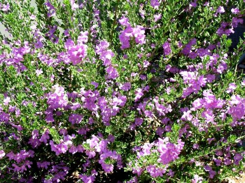 Desert gardening 5