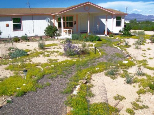 Desert gardening 6
