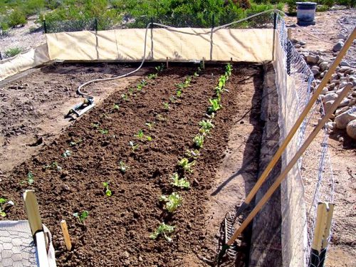 Desert gardening 2