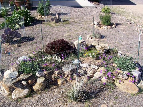 Desert gardening 4