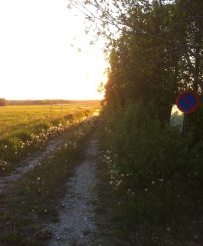 Att sova i skogen 0