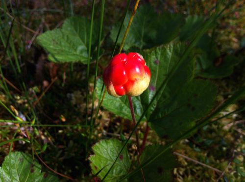 Hjortron i Dalsland